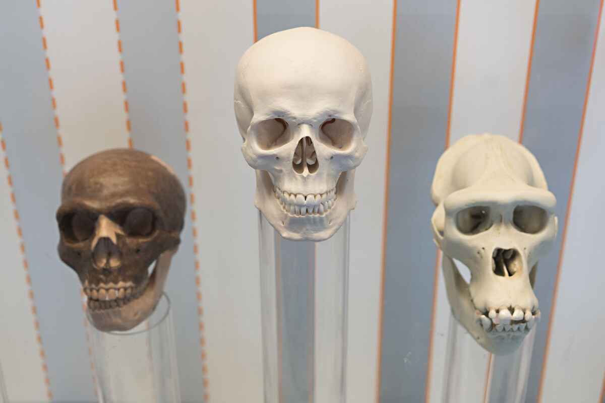 Similar in basic structure but very different in detail: the skulls of a Neanderthal, a modern human, and a gorilla (from left to right).