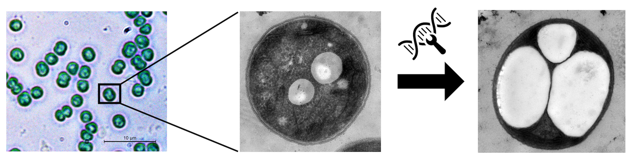 Mikroskopieaufnahmen von Cyanobakterien. Schaut man sich eine einzelne Zelle unter dem Elektronenmikroskop näher an, kann man kleine weiße Kugeln beobachten, die aus dem Bioplastik PHB bestehen. Die neu gezüchteten Zellen weisen einen stark erhöhten Gehalt an PHB auf.