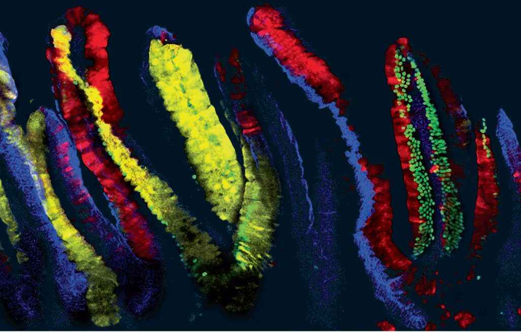 Here each of the individual intestinal stem cells and their respective daughter cells glow in a different color. To achieve this, the researchers implanted various fluorescent proteins in the mouse genes.