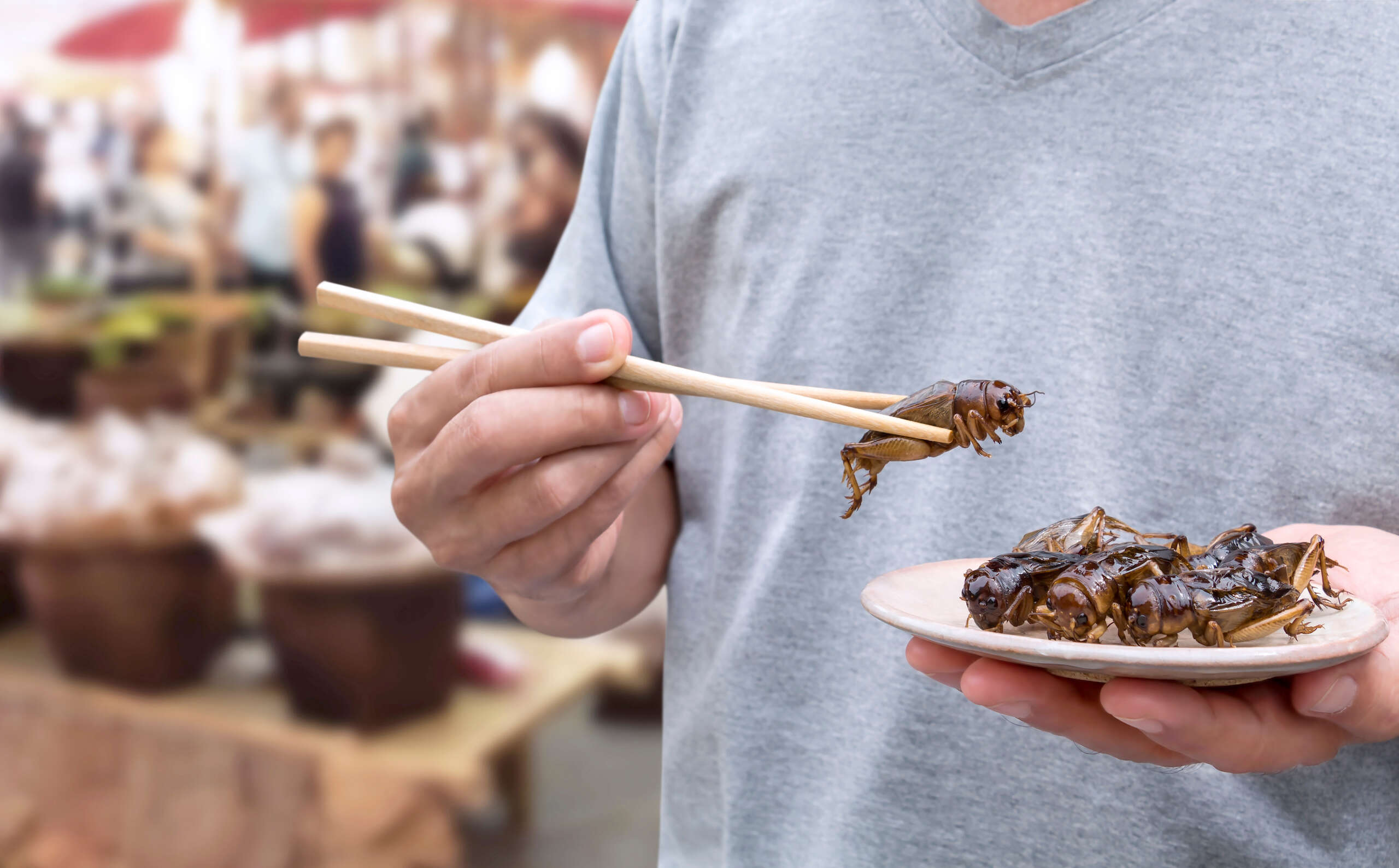 Food Insects: Man's hand holding chopsticks eating Cricket insect deep-fried for eat as food snack on street food background, it is good source of meal high protein edible and delicious. Entomophagy concept.